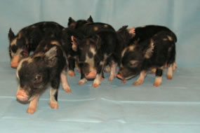 Minnesota Miniature Pigs