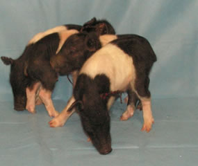 Ossabaw clone Pigs